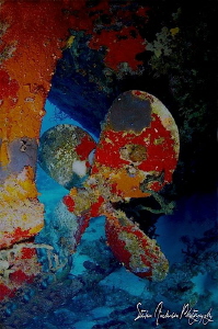the prop of the Willaurie, my favorite of the wrecks inta... by Steven Anderson 